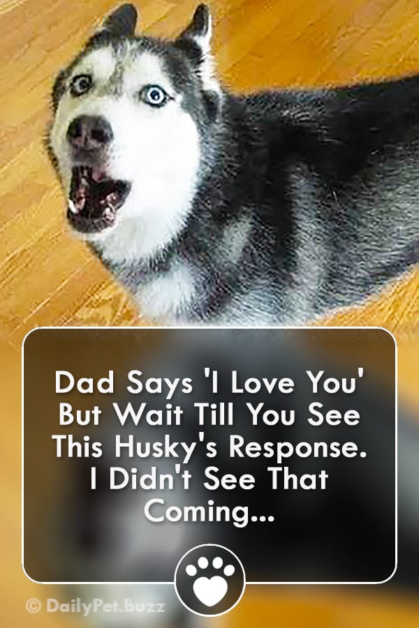 Dad Says \'I Love You\' But Wait Till You See This Husky\'s Response. I Didn\'t See That Coming...