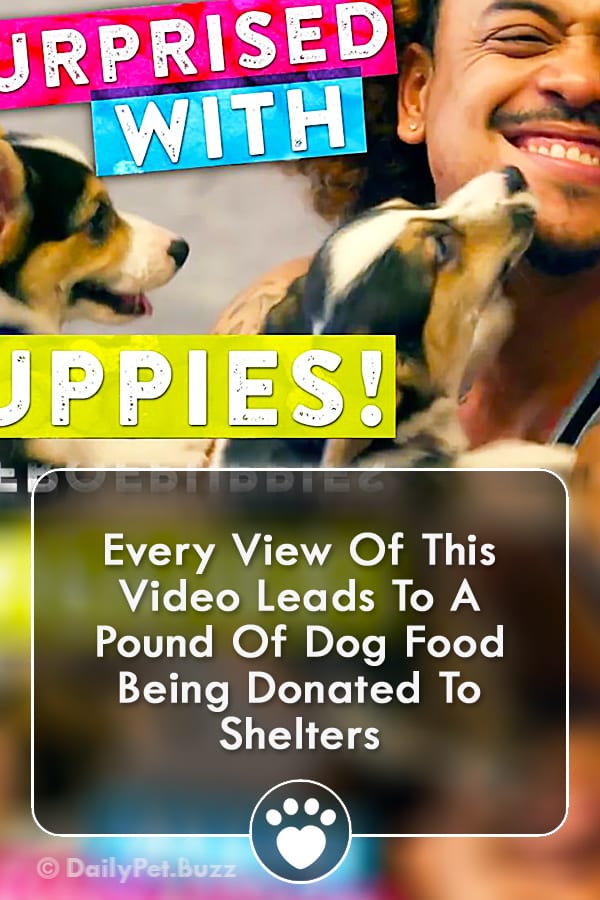 Every View Of This Video Leads To A Pound Of Dog Food Being Donated To Shelters