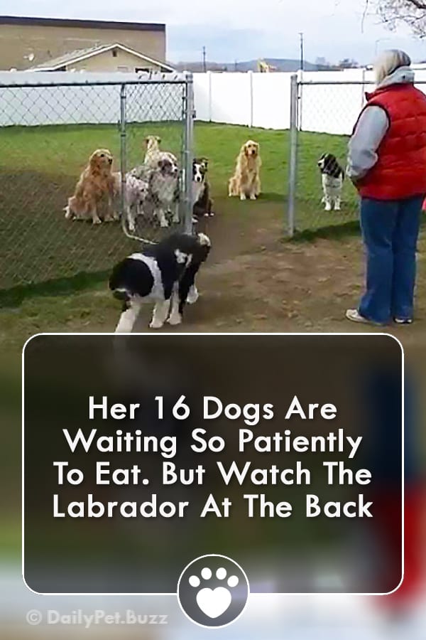 Her 16 Dogs Are Waiting So Patiently To Eat. But Watch The Labrador At The Back