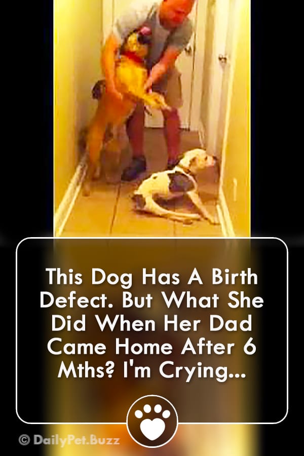 This Dog Has A Birth Defect. But What She Did When Her Dad Came Home After 6 Mths? I\'m Crying...