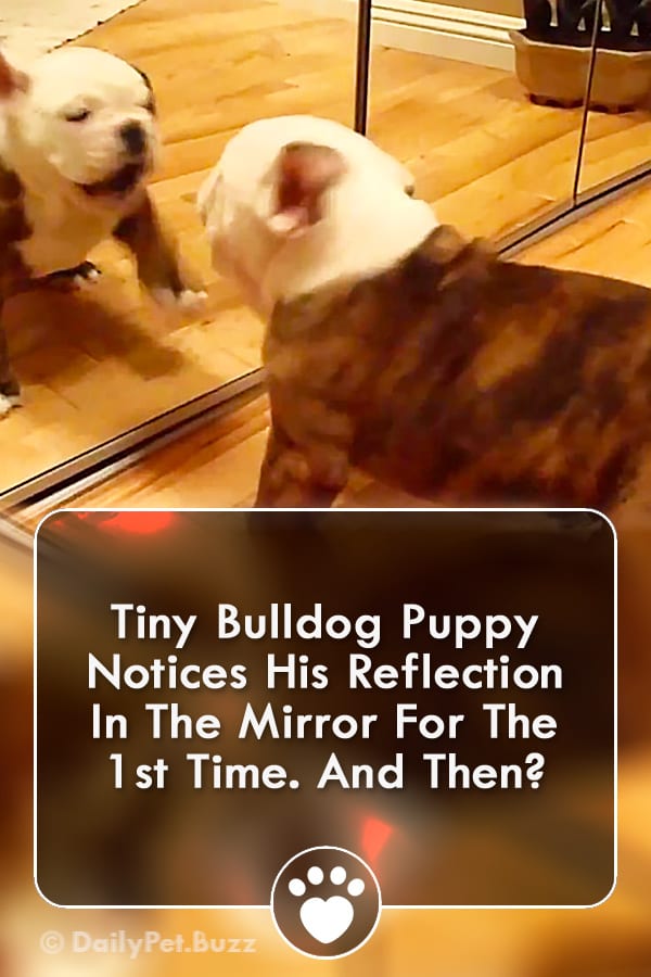 Tiny Bulldog Puppy Notices His Reflection In The Mirror For The 1st Time. And Then?