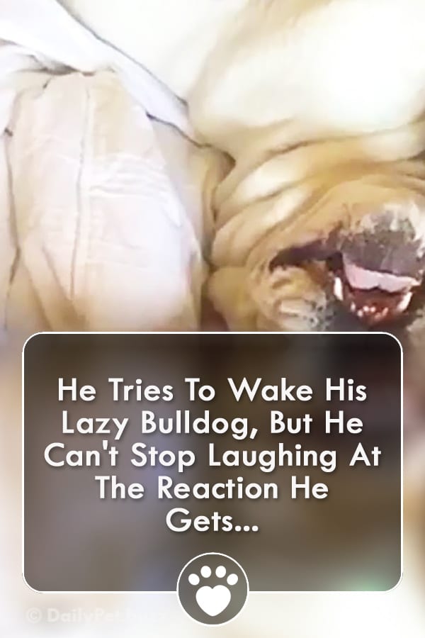 He Tries To Wake His Lazy Bulldog, But He Can\'t Stop Laughing At The Reaction He Gets...