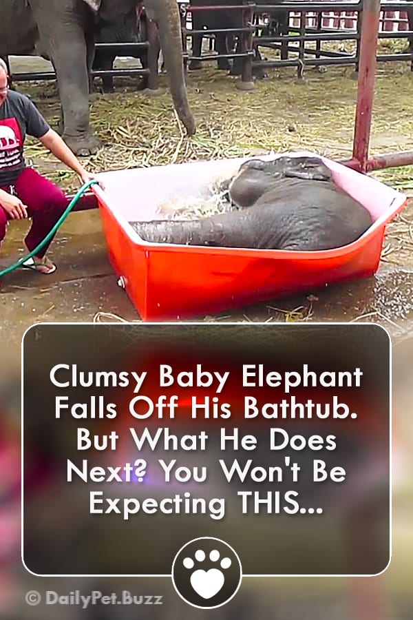 Clumsy Baby Elephant Falls Off His Bathtub. But What He Does Next? You Won\'t Be Expecting THIS...