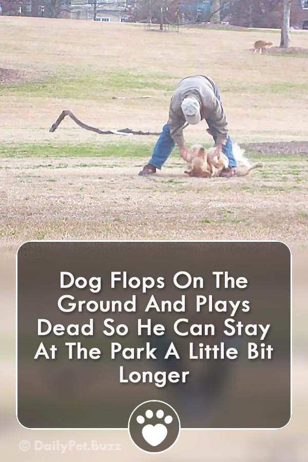 Dog Flops On The Ground And Plays Dead So He Can Stay At The Park A Little Bit Longer