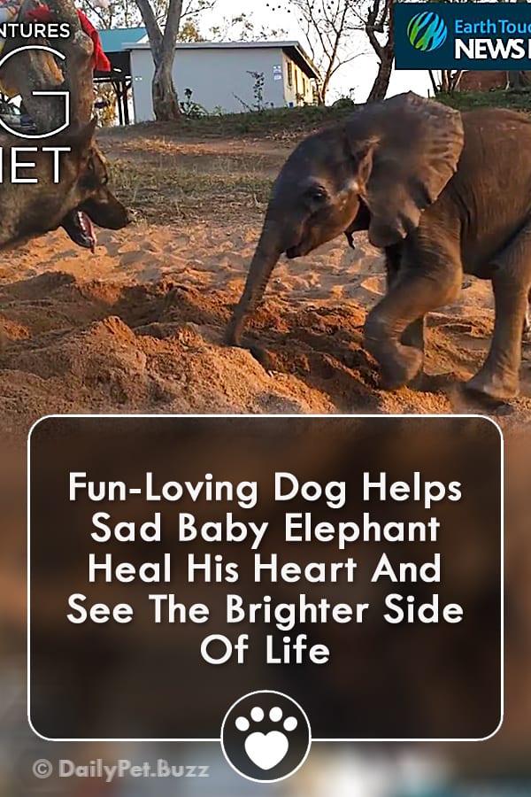 Fun-Loving Dog Helps Sad Baby Elephant Heal His Heart And See The Brighter Side Of Life