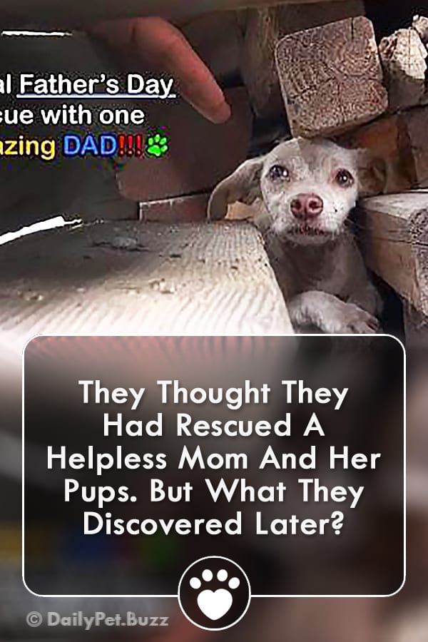 They Thought They Had Rescued A Helpless Mom And Her Pups. But What They Discovered Later?
