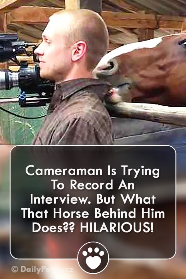 Cameraman Is Trying To Record An Interview. But What That Horse Behind Him Does?? HILARIOUS!