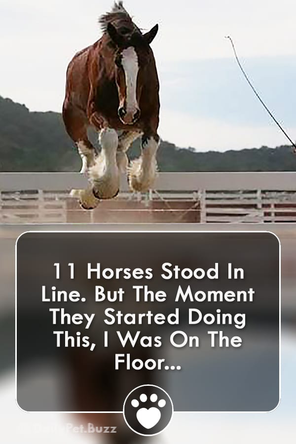 11 Horses Stood In Line. But The Moment They Started Doing This, I Was On The Floor...