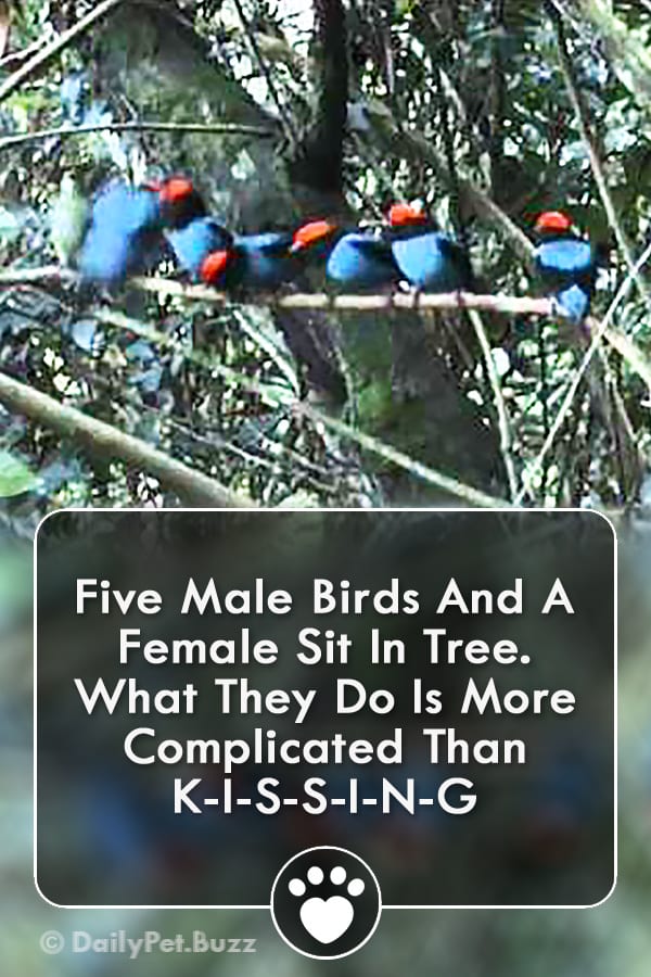 Five Male Birds And A Female Sit In Tree. What They Do Is More Complicated Than K-I-S-S-I-N-G