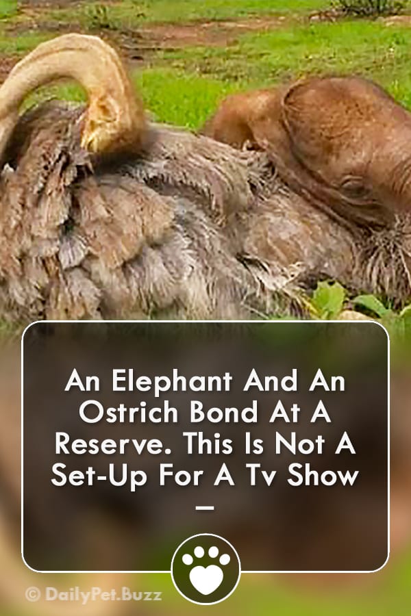 An Elephant And An Ostrich Bond At A Reserve. This Is Not A Set-Up For A Tv Show –