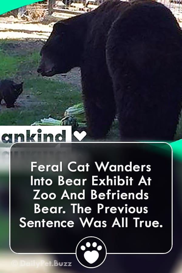 Feral Cat Wanders Into Bear Exhibit At Zoo And Befriends Bear. The Previous Sentence Was All True.