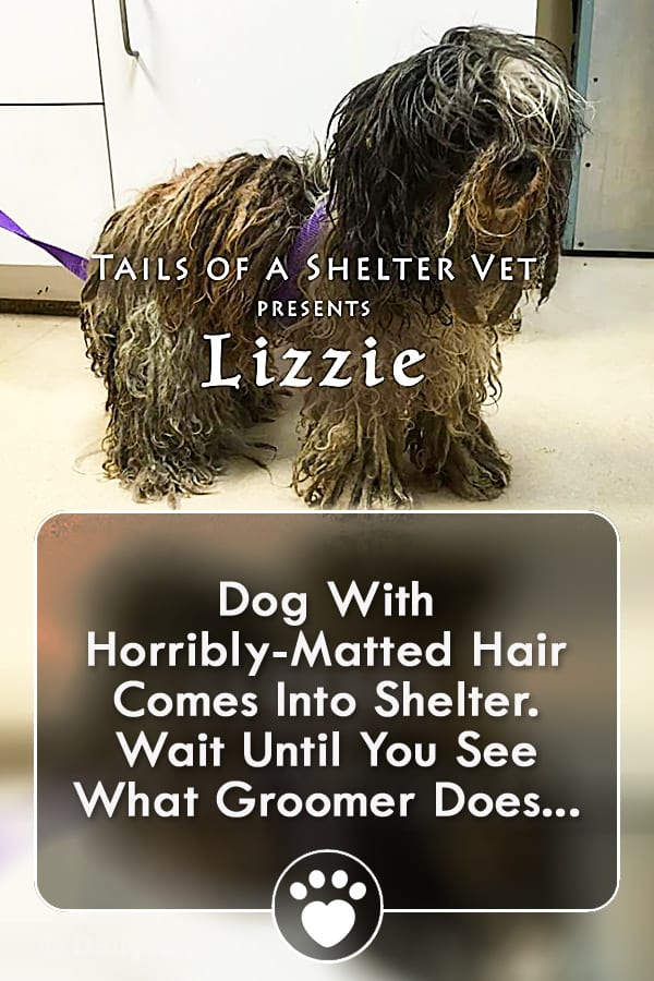Dog With Horribly-Matted Hair Comes Into Shelter. Wait Until You See What Groomer Does...