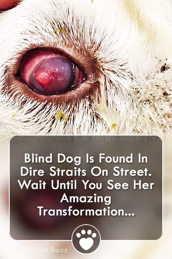 Blind Dog Is Found In Dire Straits On Street. Wait Until You See Her Amazing Transformation...