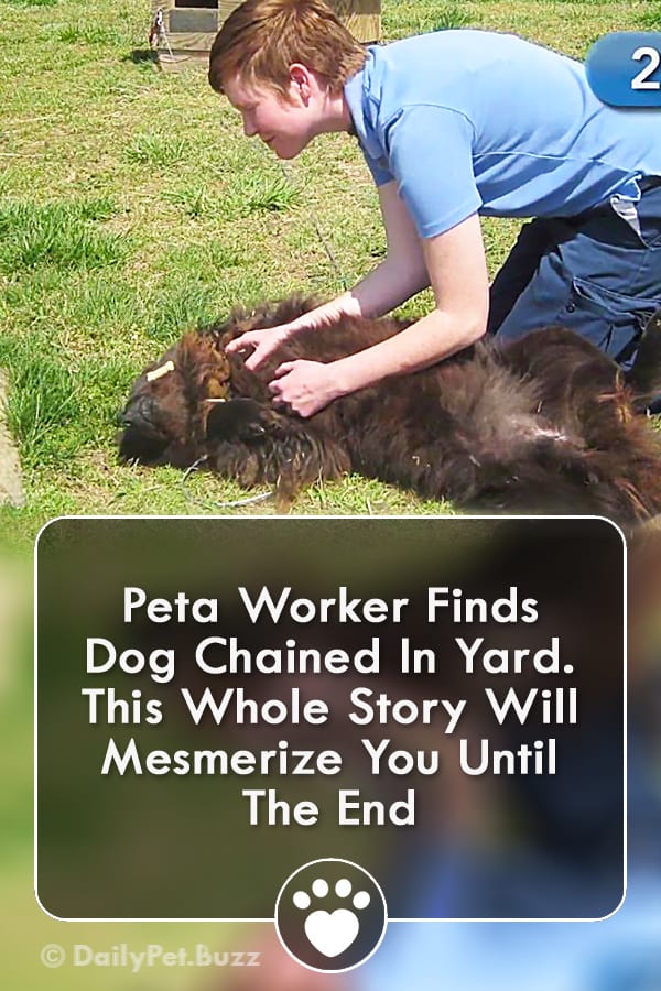 Peta Worker Finds Dog Chained In Yard. This Whole Story Will Mesmerize You Until The End