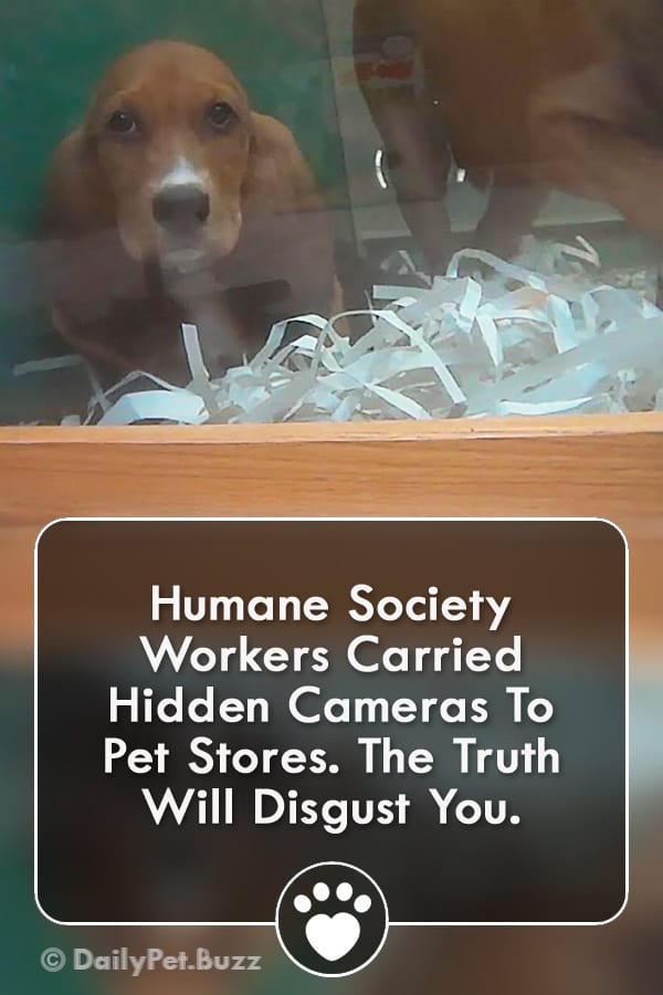 Humane Society Workers Carried Hidden Cameras To Pet Stores. The Truth Will Disgust You.