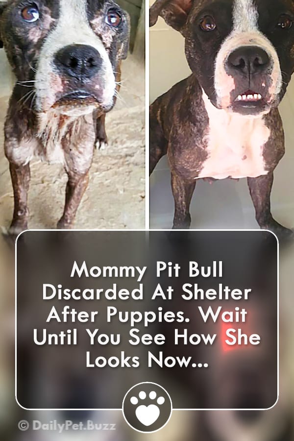 Mommy Pit Bull Discarded At Shelter After Puppies. Wait Until You See How She Looks Now...
