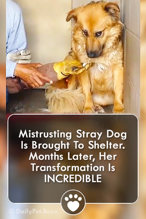 Mistrusting Stray Dog Is Brought To Shelter. Months Later, Her Transformation Is INCREDIBLE