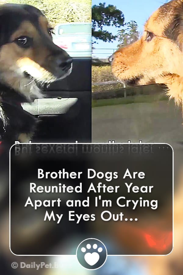 Brother Dogs Are Reunited After Year Apart and I\'m Crying My Eyes Out…