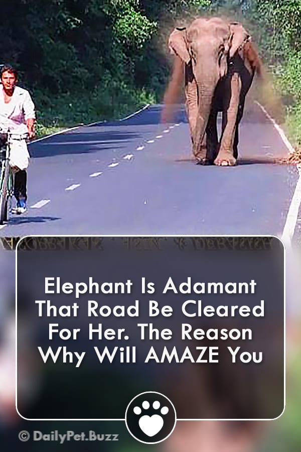 Elephant Is Adamant That Road Be Cleared For Her. The Reason Why Will AMAZE You