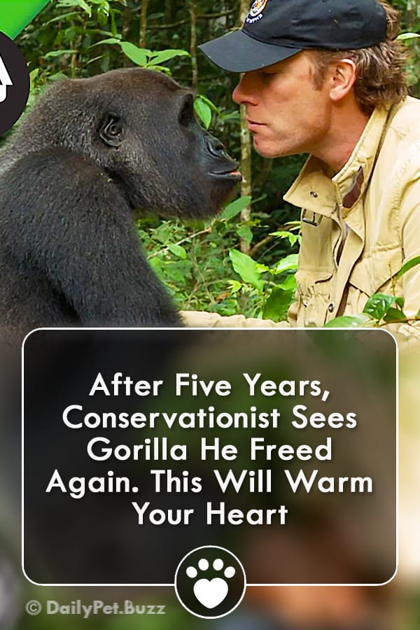 After Five Years, Conservationist Sees Gorilla He Freed Again. This Will Warm Your Heart