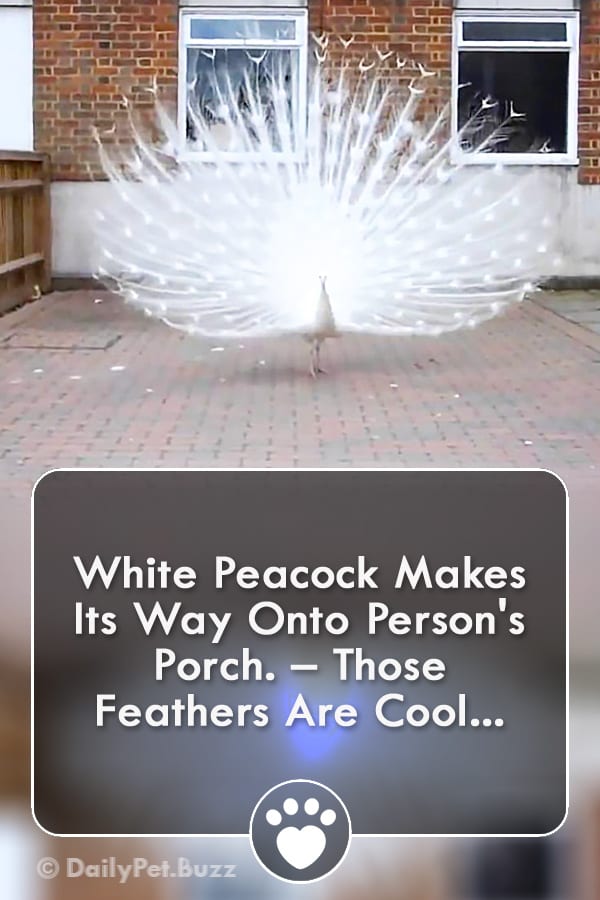 White Peacock Makes Its Way Onto Person\'s Porch. – Those Feathers Are Cool...