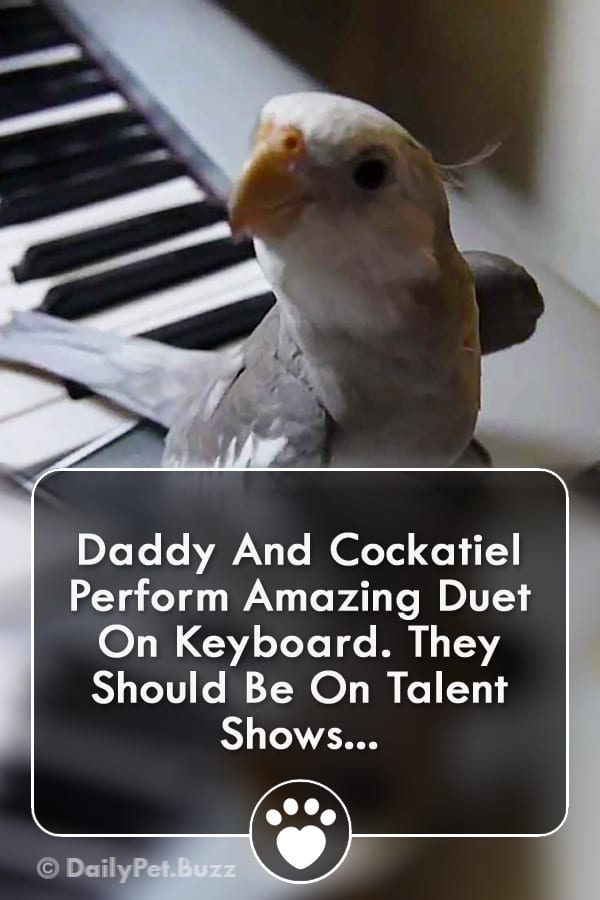 Daddy And Cockatiel Perform Amazing Duet On Keyboard. They Should Be On Talent Shows...