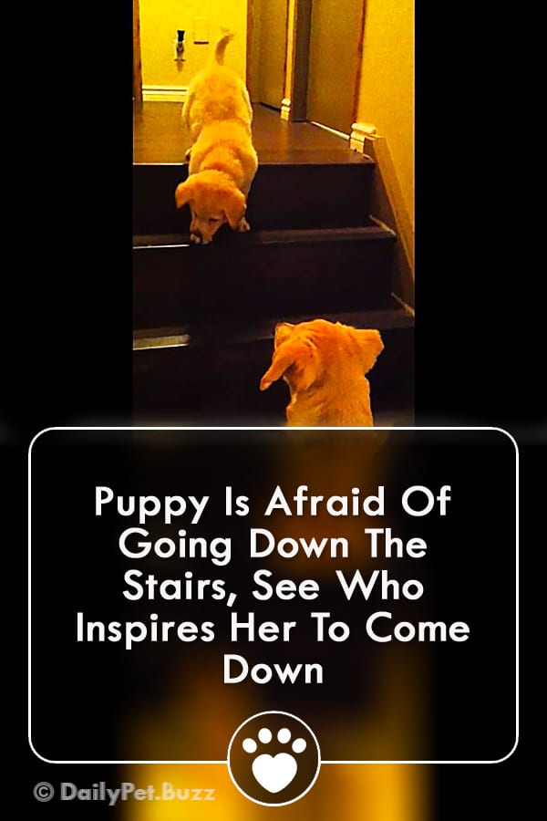 Puppy Is Afraid Of Going Down The Stairs, See Who Inspires Her To Come Down