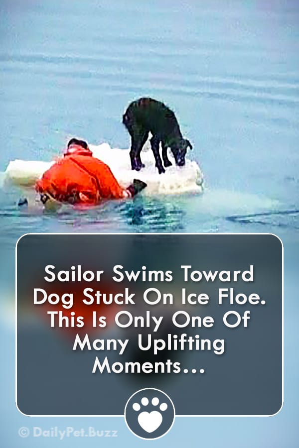Sailor Swims Toward Dog Stuck On Ice Floe. This Is Only One Of Many Uplifting Moments…