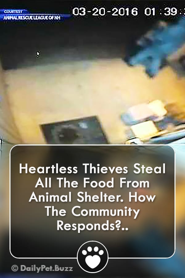 Heartless Thieves Steal All The Food From Animal Shelter. How The Community Responds?..