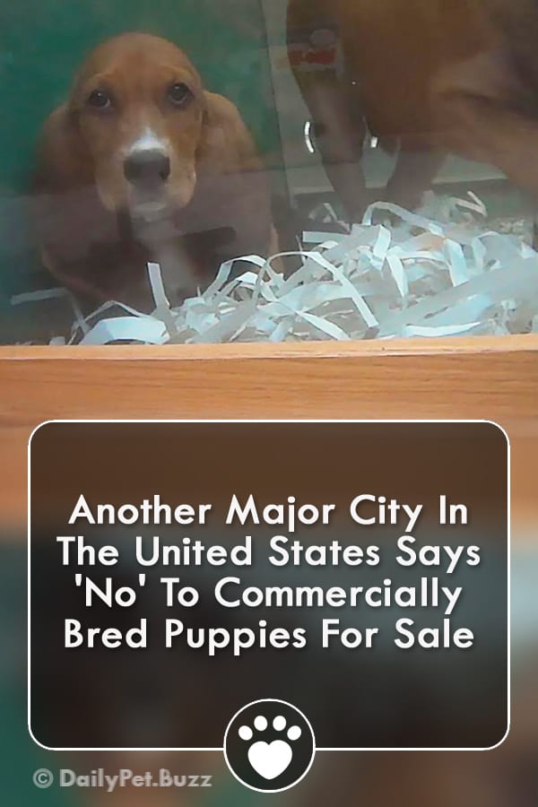 Another Major City In The United States Says \'No\' To Commercially Bred Puppies For Sale