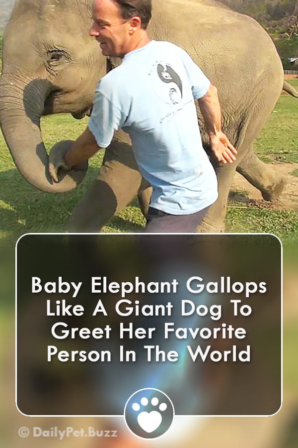 Baby Elephant Gallops Like A Giant Dog To Greet Her Favorite Person In The World
