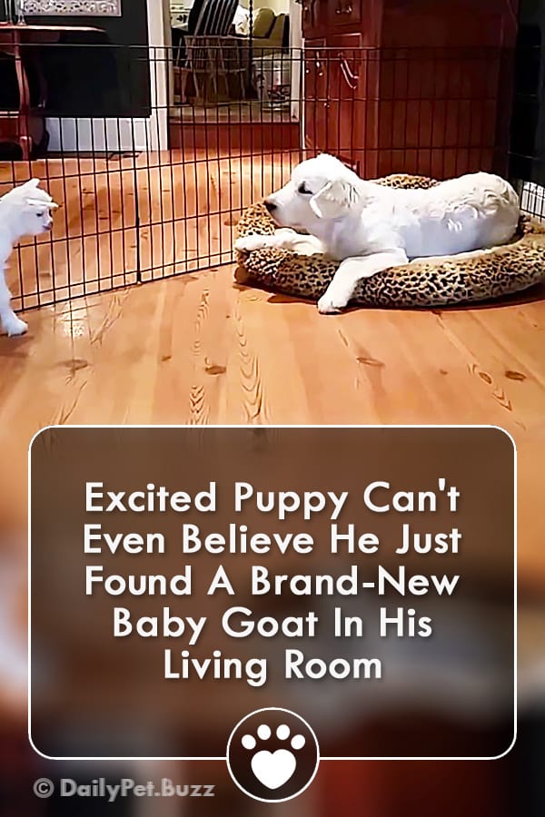 Excited Puppy Can\'t Even Believe He Just Found A Brand-New Baby Goat In His Living Room