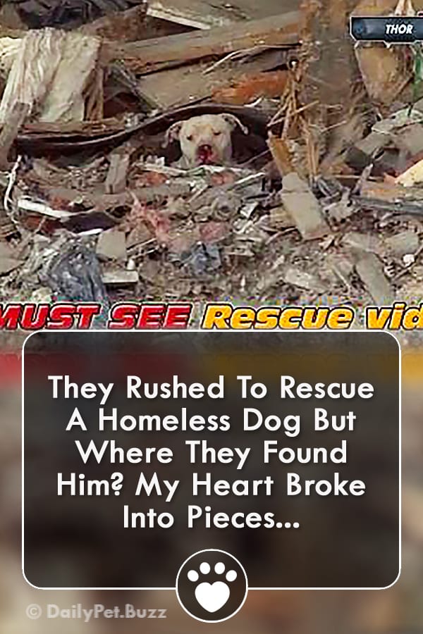 They Rushed To Rescue A Homeless Dog But Where They Found Him? My Heart Broke Into Pieces...