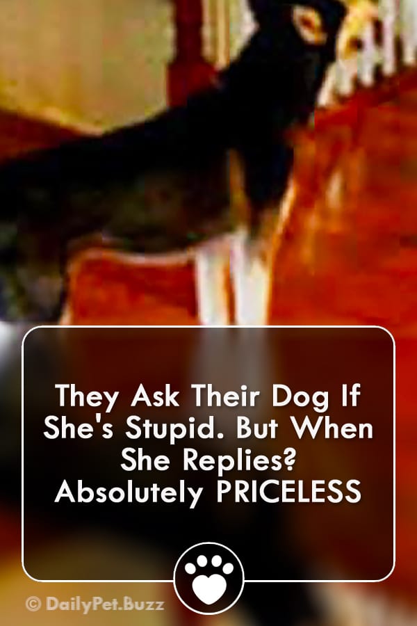 They Ask Their Dog If She\'s Stupid. But When She Replies? Absolutely PRICELESS