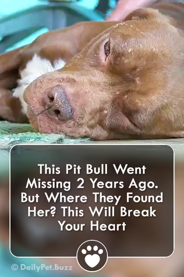 This Pit Bull Went Missing 2 Years Ago. But Where They Found Her? This Will Break Your Heart