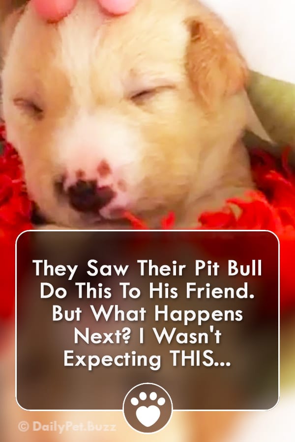 They Saw Their Pit Bull Do This To His Friend. But What Happens Next? I Wasn\'t Expecting THIS...
