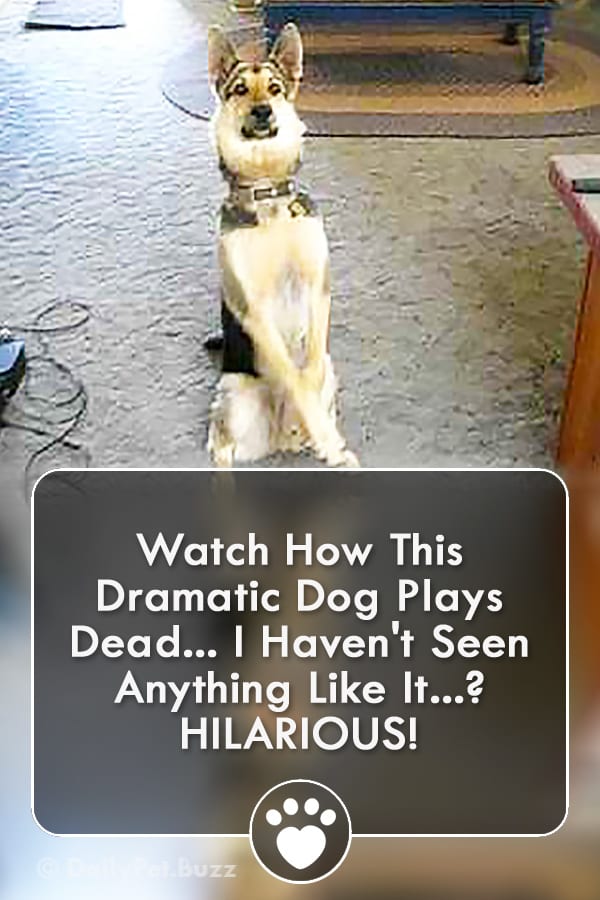 Watch How This Dramatic Dog Plays Dead... I Haven\'t Seen Anything Like It? HILARIOUS!