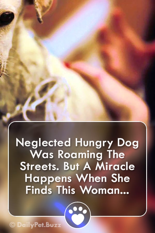 Neglected Hungry Dog Was Roaming The Streets. But A Miracle Happens When She Finds This Woman...