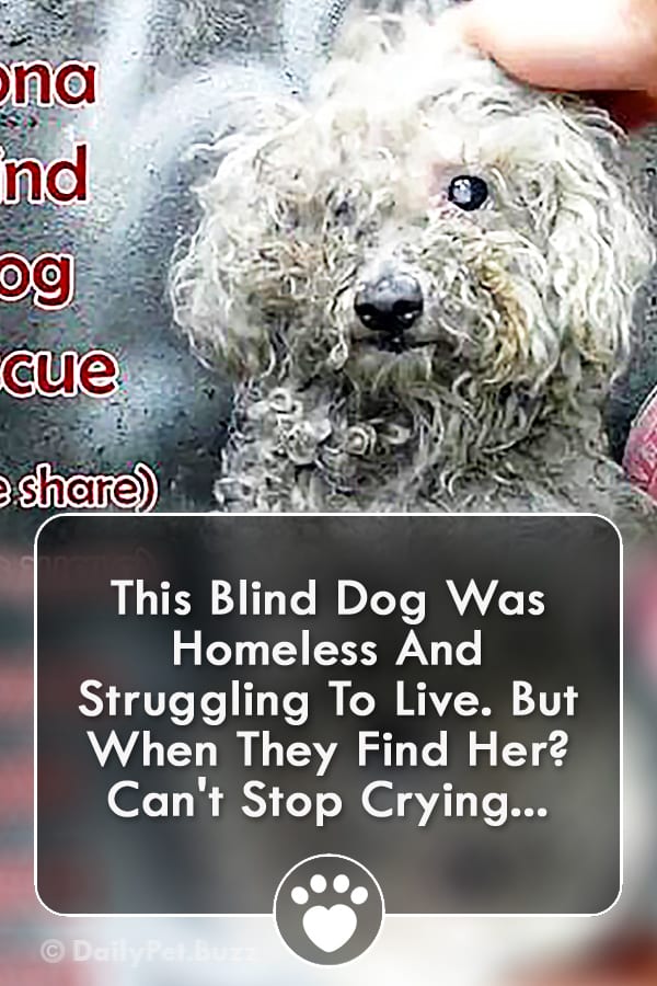 This Blind Dog Was Homeless And Struggling To Live. But When They Find Her? Can\'t Stop Crying...