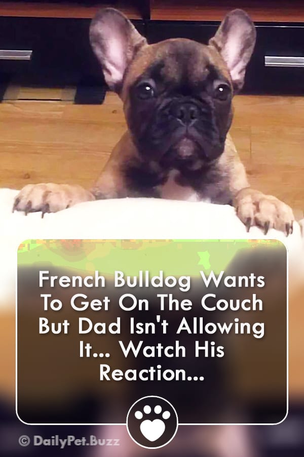 French Bulldog Wants To Get On The Couch But Dad Isn\'t Allowing It... Watch His Reaction...