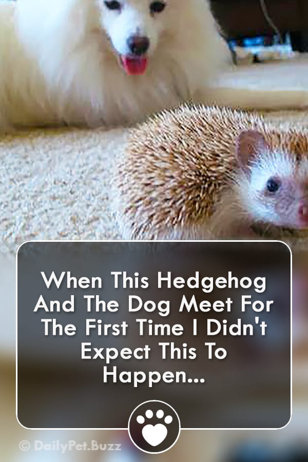 When This Hedgehog And The Dog Meet For The First Time I Didn\'t Expect This To Happen...