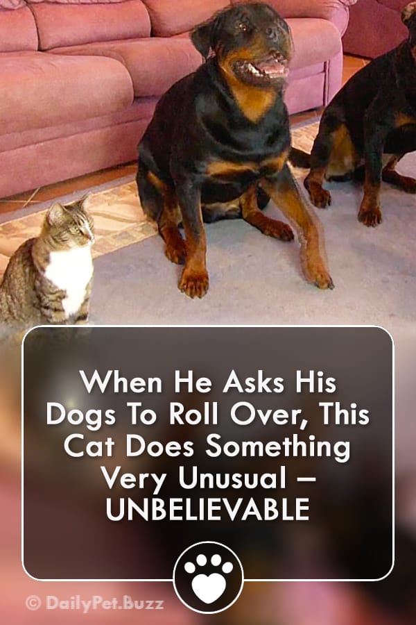 When He Asks His Dogs To Roll Over, This Cat Does Something Very Unusual – UNBELIEVABLE