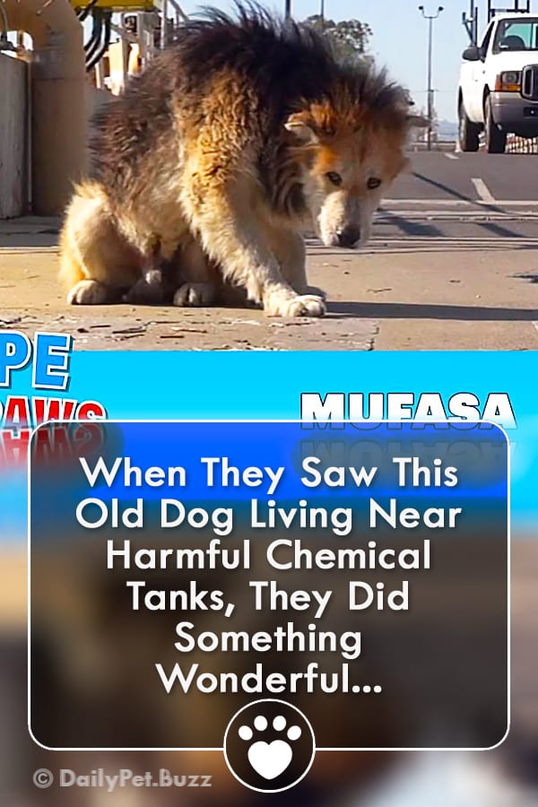 When They Saw This Old Dog Living Near Harmful Chemical Tanks, They Did Something Wonderful...