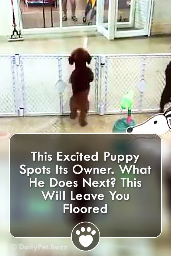 This Excited Puppy Spots Its Owner. What He Does Next? This Will Leave You Floored