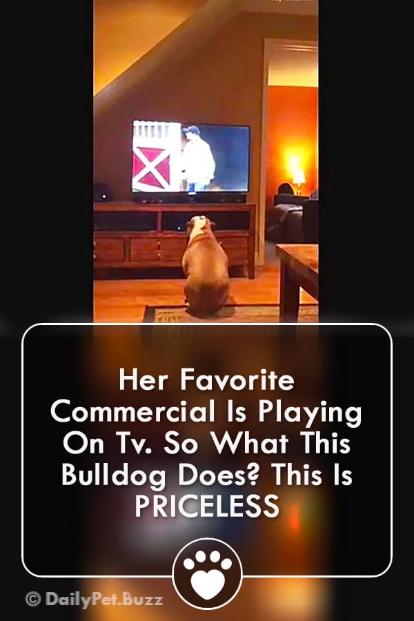Her Favorite Commercial Is Playing On Tv. So What This Bulldog Does? This Is PRICELESS