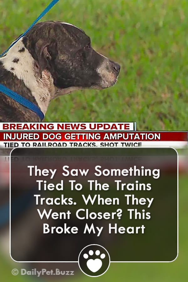 They Saw Something Tied To The Trains Tracks. When They Went Closer? This Broke My Heart