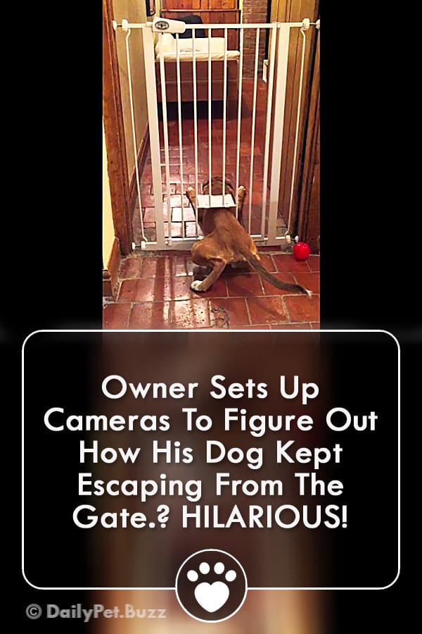 Owner Sets Up Cameras To Figure Out How His Dog Kept Escaping From The Gate? HILARIOUS!