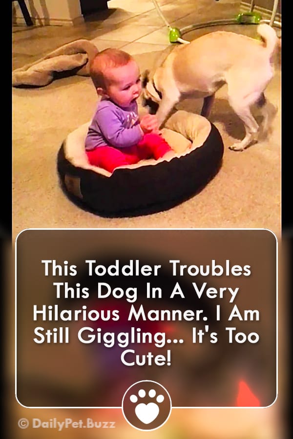 This Toddler Troubles This Dog In A Very Hilarious Manner. I Am Still Giggling... It\'s Too Cute!