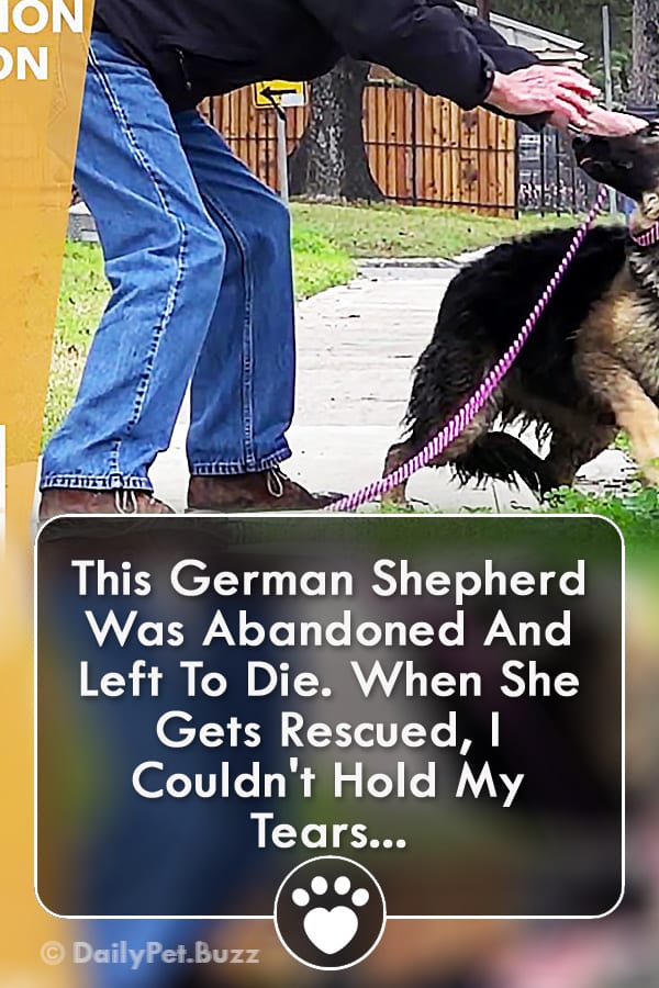 This German Shepherd Was Abandoned And Left To Die. When She Gets Rescued, I Couldn\'t Hold My Tears...