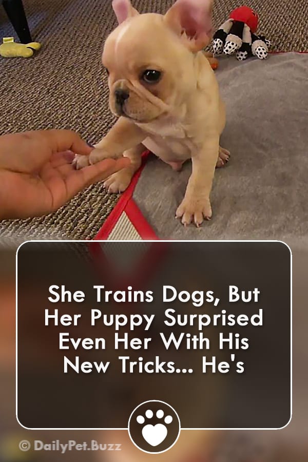 She Trains Dogs, But Her Puppy Surprised Even Her With His New Trick!